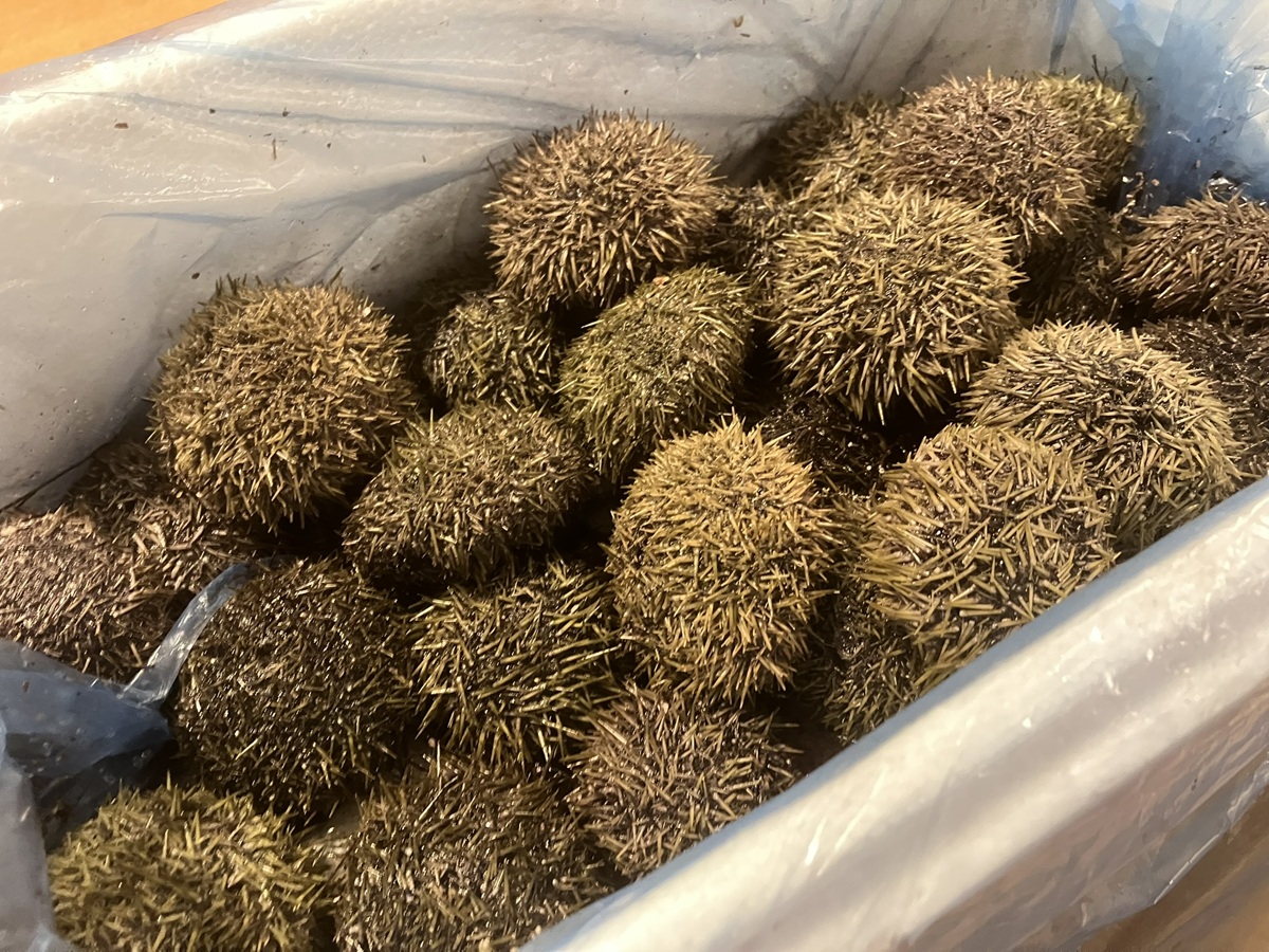 Seeigel lebend