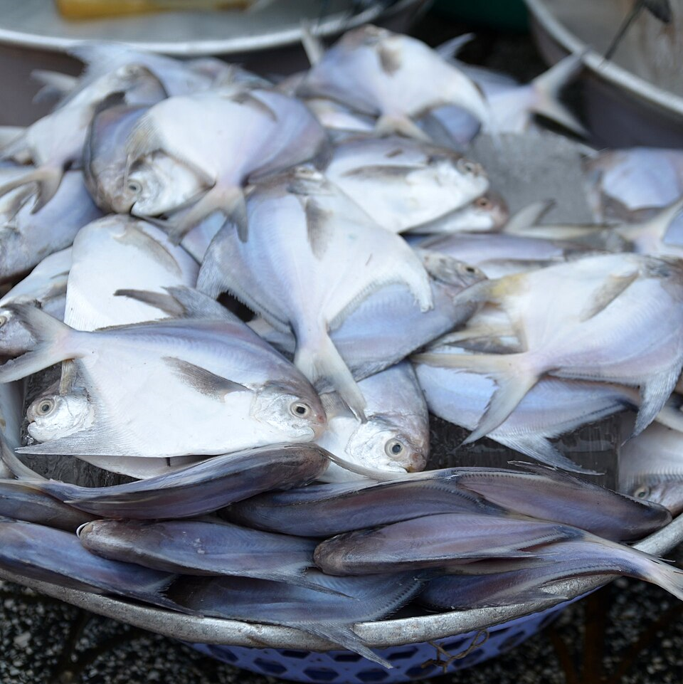 병어는 아주 맛있는 생선이지. 그래서 이름도 버터피시야.
